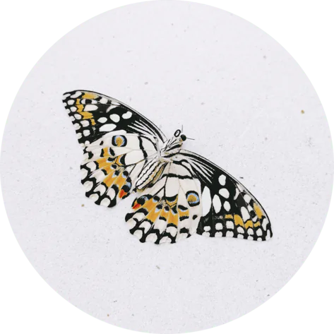 butterfly Gikavi